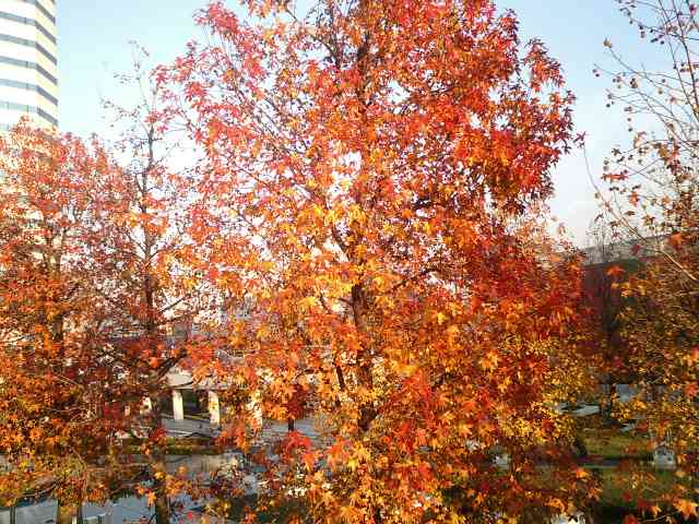 幕張紅葉づくし（２）