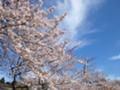 空と君との間には，桜