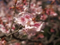 今年も桜の季節が始まりました