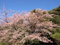 トップバッター寒桜