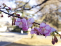 新宿でも河津桜とはこれ如何に