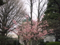 河津桜に表敬館