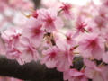 河津桜in三浦海岸駅