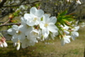 大島桜in幕張