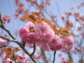 八重桜in羊山公園