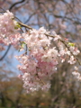 羊山公園でも佐倉は枝垂れております