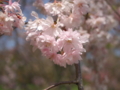 羊山枝垂桜