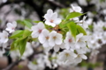 新宿御苑の大島桜