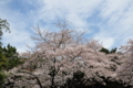 空と雲と染井吉野