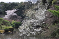 此処の桜は何時も水に付きそう