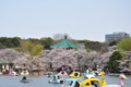 白鳥の湖っ