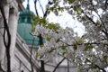 東博の大島桜