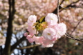 八重桜のぼんぼん