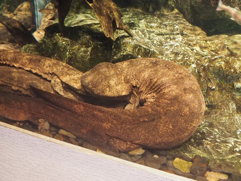 f:id:Lunacat:20160708172413j:image:w300