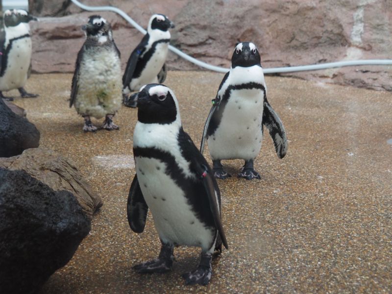 f:id:Lunacat:20160708174052j:image:w300 f:id:Lunacat:20160708174052j:image:w300