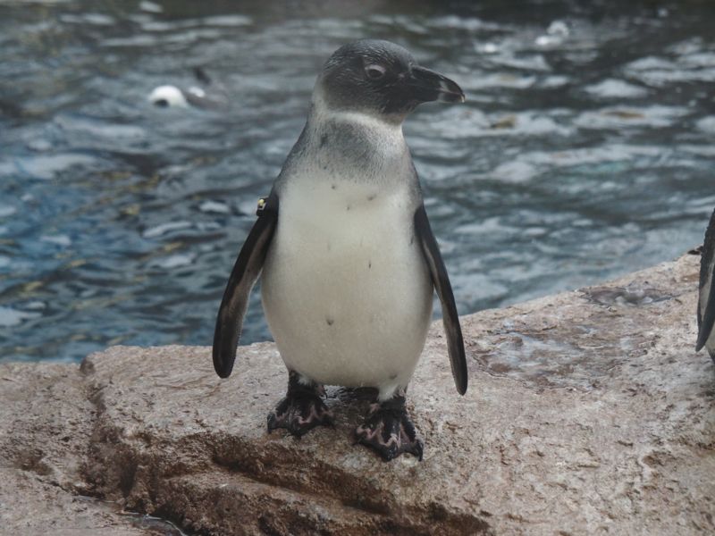 f:id:Lunacat:20160708174252j:image:w300 f:id:Lunacat:20160708174252j:image:w300