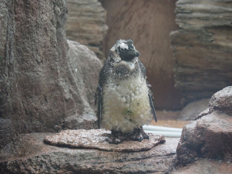 f:id:Lunacat:20160708174320j:image:w300 f:id:Lunacat:20160708174320j:image:w300