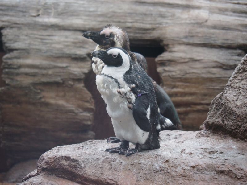 f:id:Lunacat:20160708174329j:image:w300 f:id:Lunacat:20160708174329j:image:w300