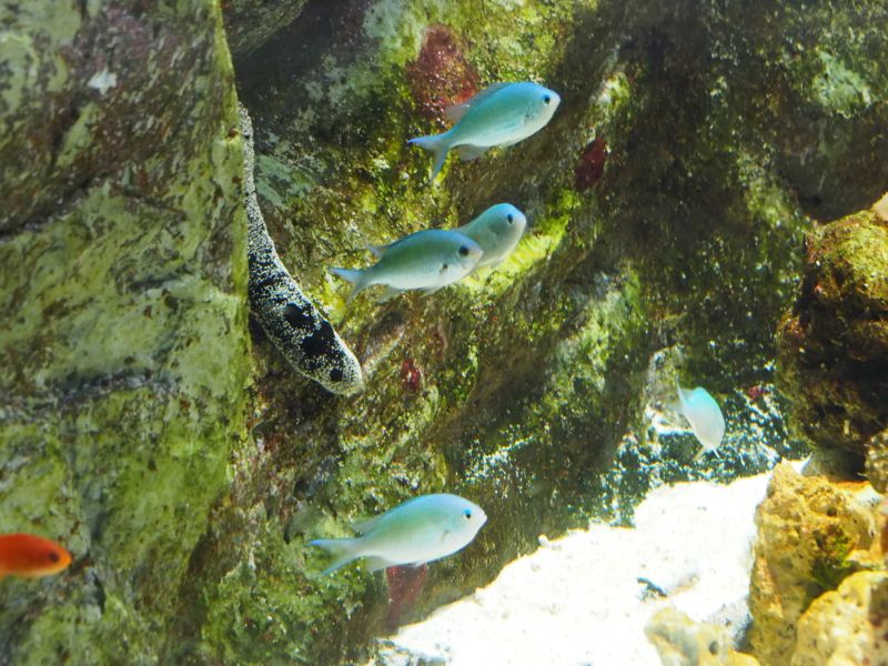 f:id:Lunacat:20160708175246j:image:w300