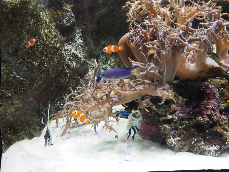 f:id:Lunacat:20160708175317j:image:w300 f:id:Lunacat:20160708175317j:image:w300