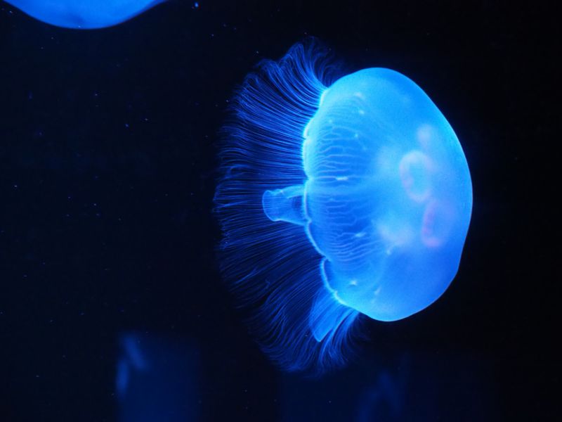 f:id:Lunacat:20160708175541j:image:w300 f:id:Lunacat:20160708175541j:image:w300