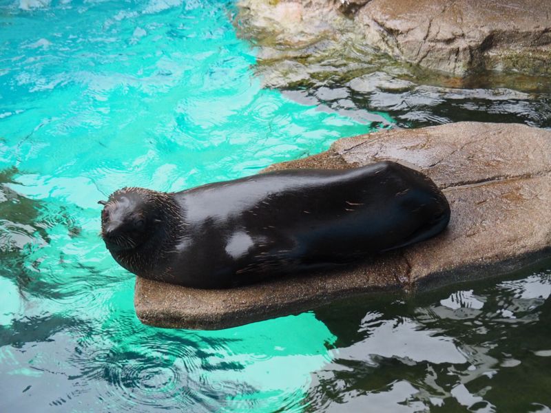 f:id:Lunacat:20160708180914j:image:w300 f:id:Lunacat:20160708180914j:image:w300