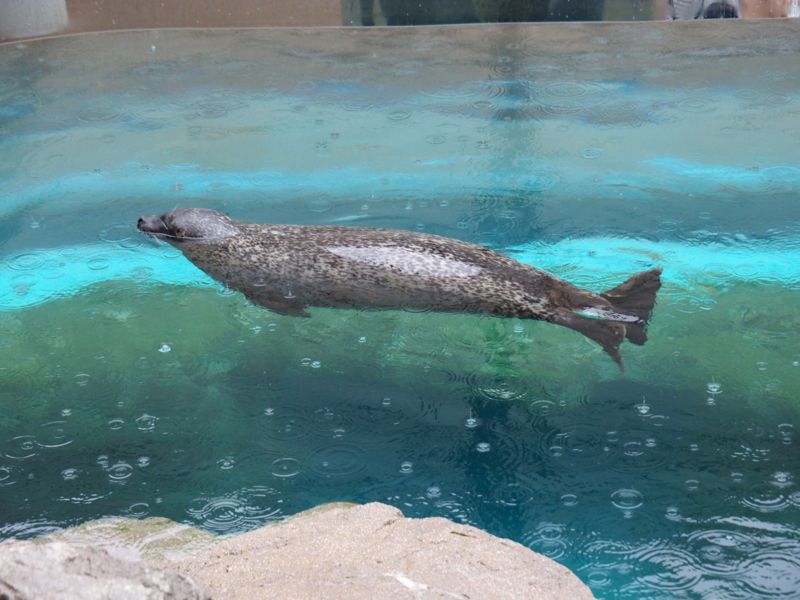 f:id:Lunacat:20160708181106j:image:w300 f:id:Lunacat:20160708181106j:image:w300