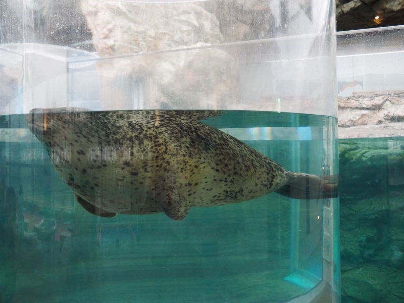 f:id:Lunacat:20160708181137j:image:w300 f:id:Lunacat:20160708181137j:image:w300