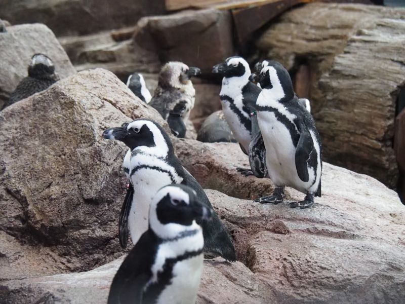 f:id:Lunacat:20160708181620j:image:w300 f:id:Lunacat:20160708181620j:image:w300