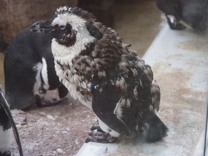 f:id:Lunacat:20160708181719j:image:w300