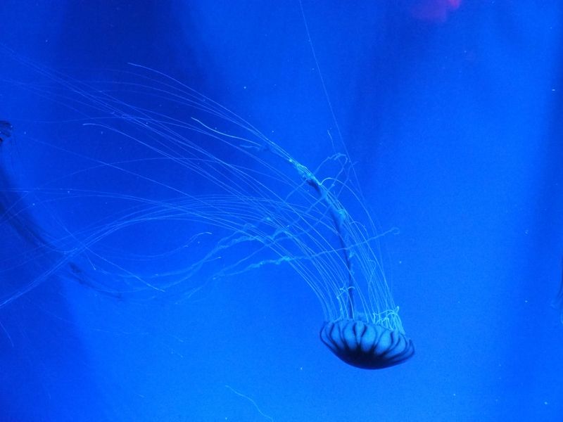 f:id:Lunacat:20160708182009j:image:w300 f:id:Lunacat:20160708182009j:image:w300