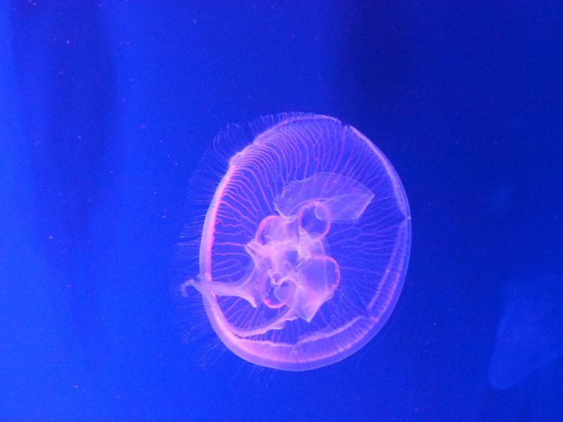 f:id:Lunacat:20160708182038j:image:w300 f:id:Lunacat:20160708182038j:image:w300