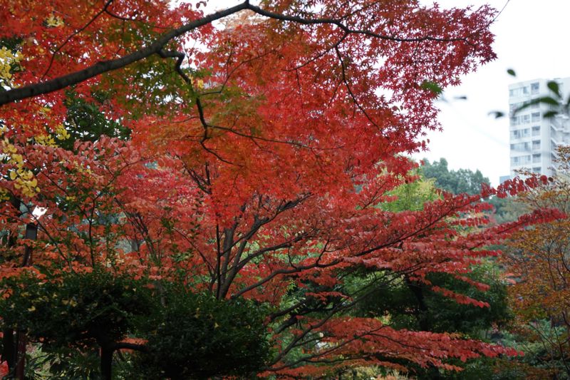 f:id:Lunacat:20161119152502j:image:w480