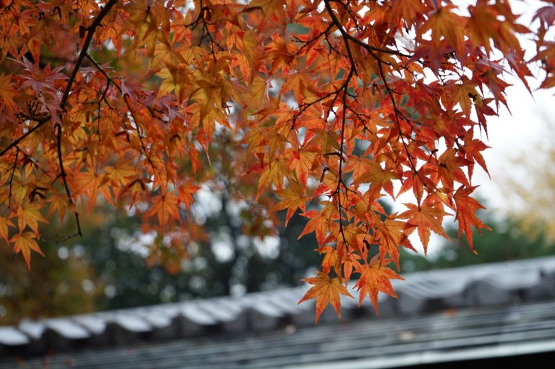 f:id:Lunacat:20161119153013j:image:w480