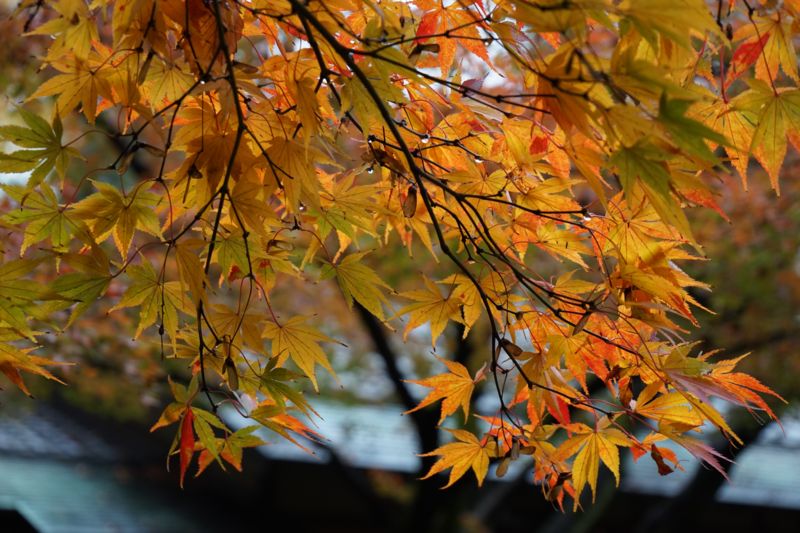 f:id:Lunacat:20161119153103j:image:w480