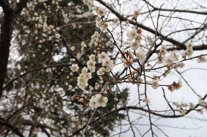 f:id:Lunacat:20170211135505j:plain:w600