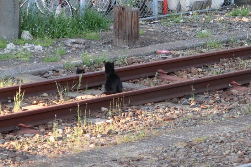 f:id:Lunacat:20170419171849j:plain:w600 f:id:Lunacat:20170419171849j:plain:w600
