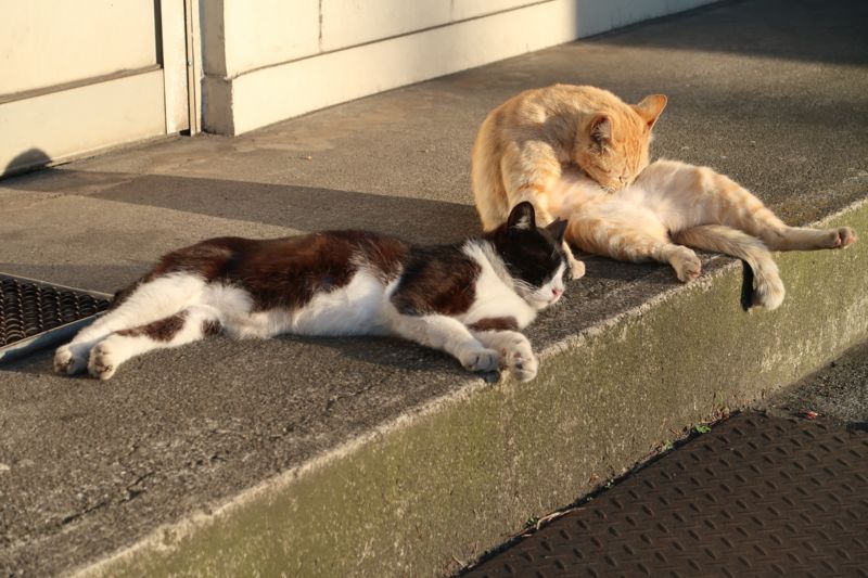 f:id:Lunacat:20170419172717j:plain:w600 f:id:Lunacat:20170419172717j:plain:w600