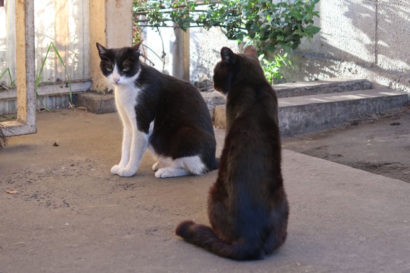 f:id:Lunacat:20170419172813j:plain:w600 f:id:Lunacat:20170419172813j:plain:w600