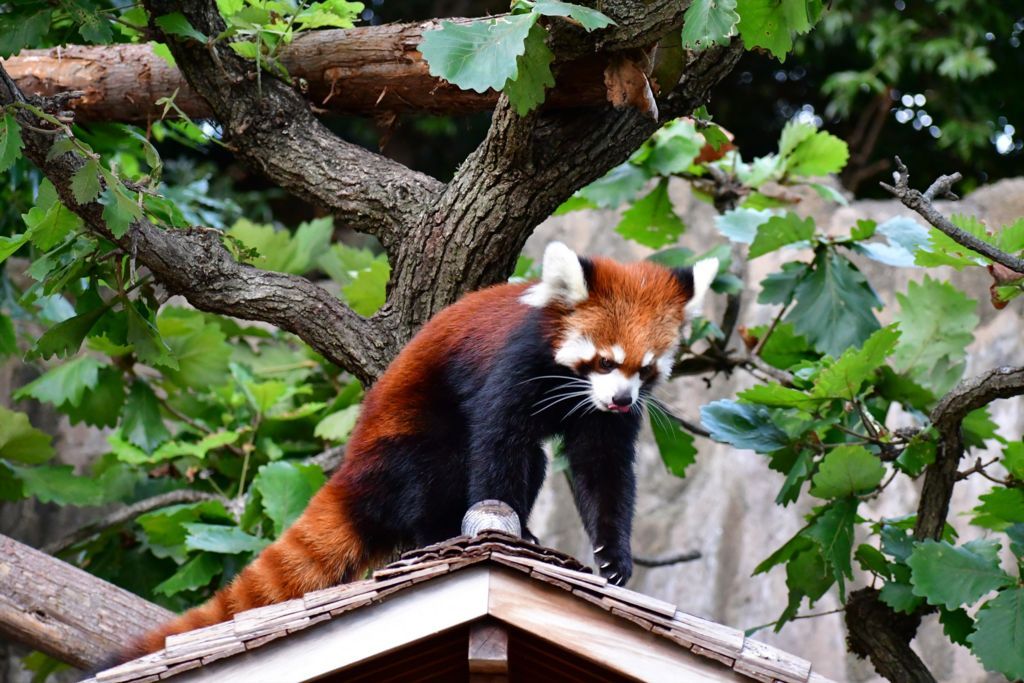 f:id:Lunacat:20180818180219j:plain