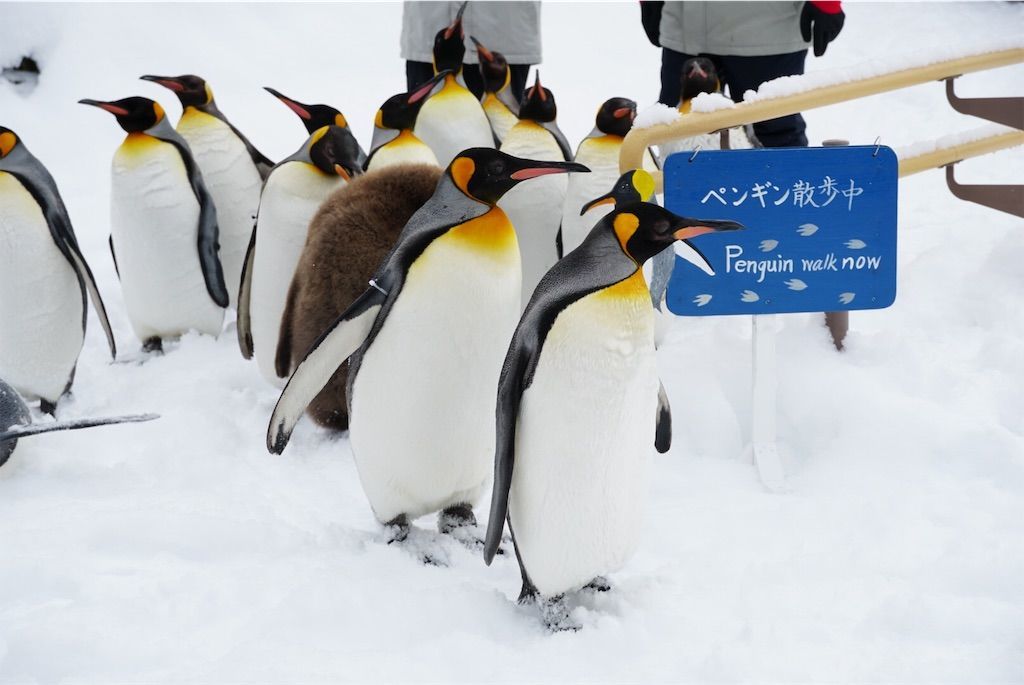 f:id:Lunacat:20190107222546j:image f:id:Lunacat:20190107222546j:image