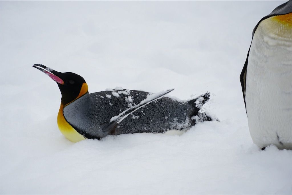 f:id:Lunacat:20190107222550j:image f:id:Lunacat:20190107222550j:image