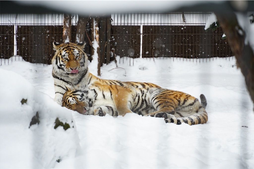 f:id:Lunacat:20190107222639j:image f:id:Lunacat:20190107222639j:image