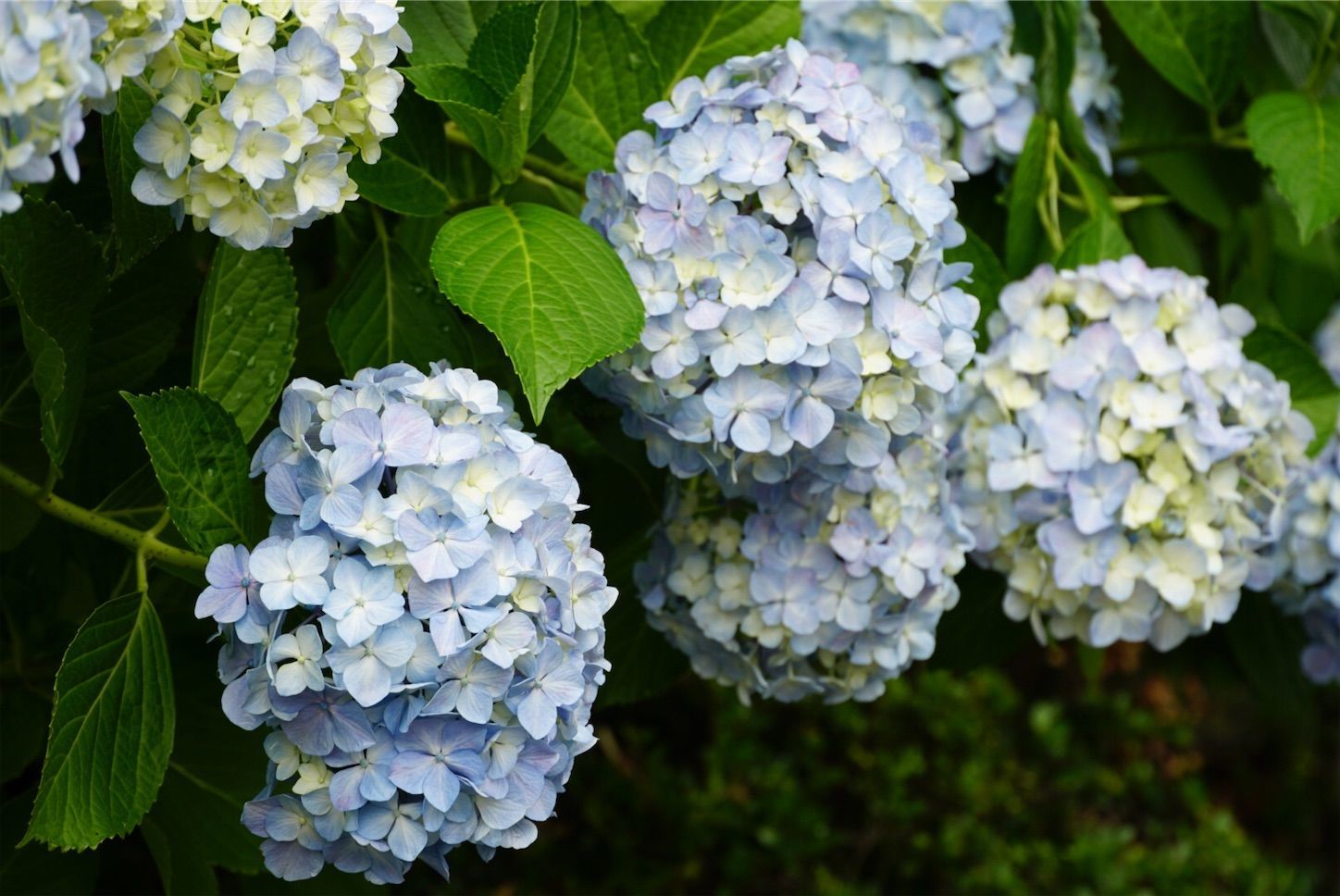 f:id:Lunacat:20190615181145j:image