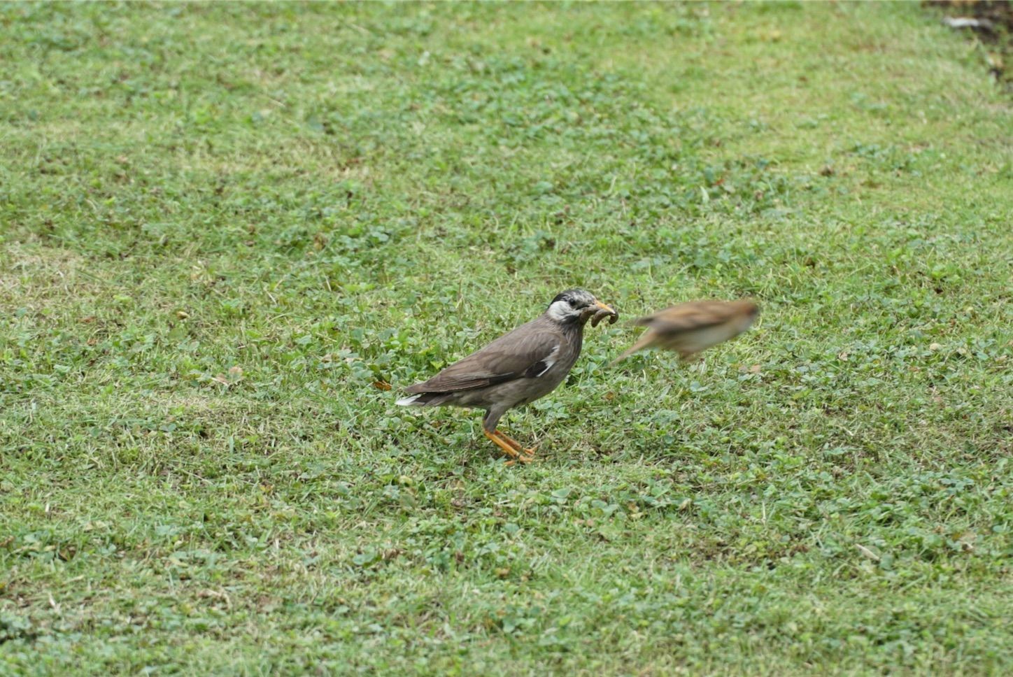 f:id:Lunacat:20190615181203j:image