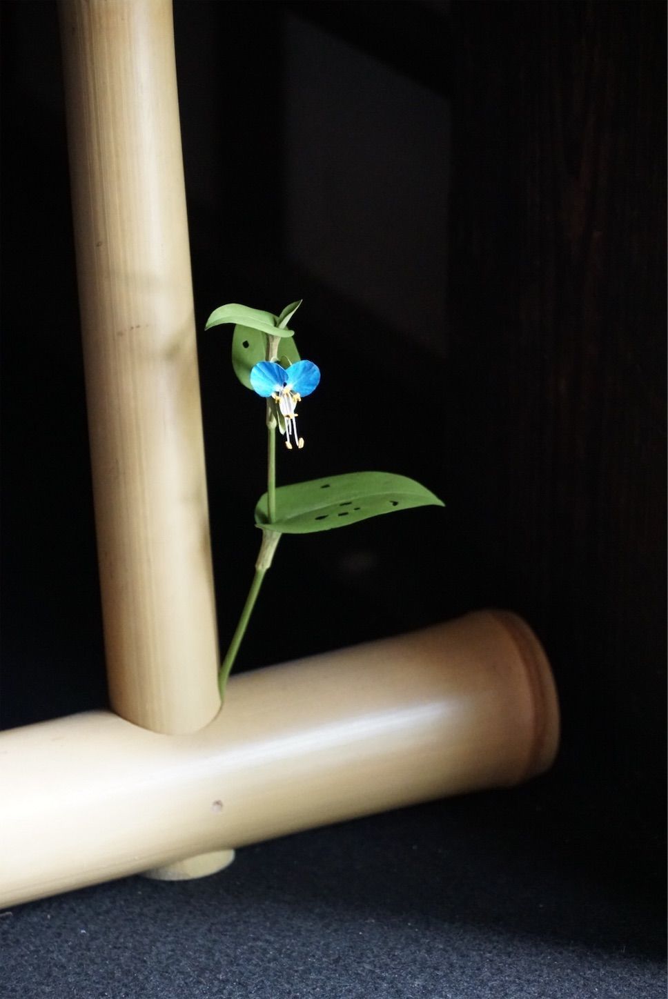 f:id:Lunacat:20190907173502j:image f:id:Lunacat:20190907173502j:image