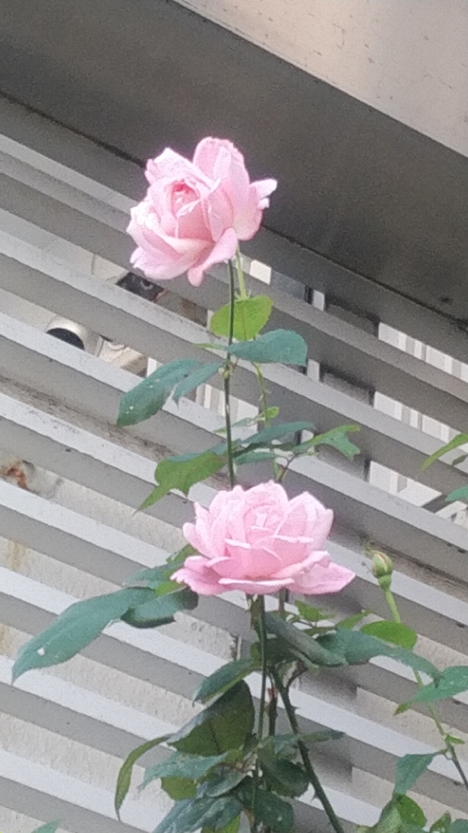 f:id:Lunakko:20211117141053j:plain