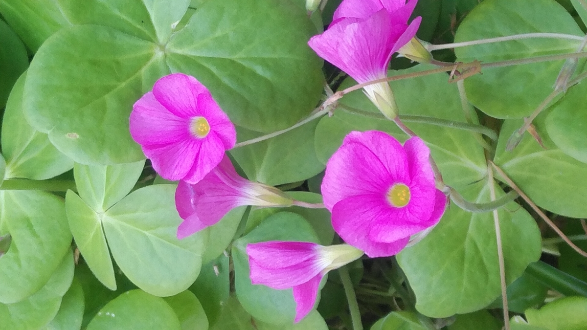 f:id:Lunakko:20211124141558j:plain