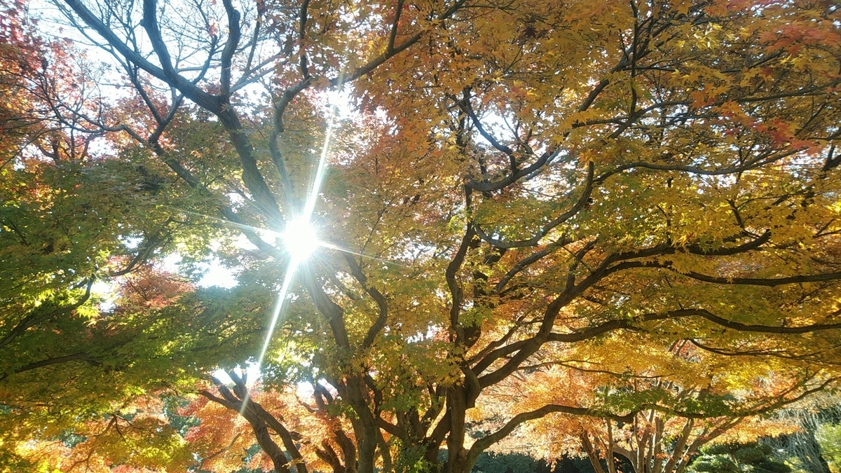 f:id:Lunakko:20211204164032j:plain