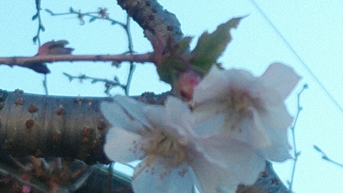f:id:Lunakko:20220104154258j:plain